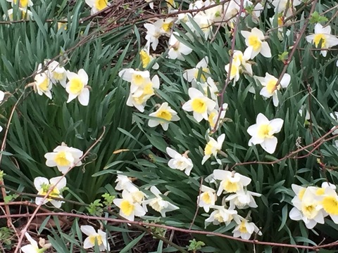 Daffodils, in bloom