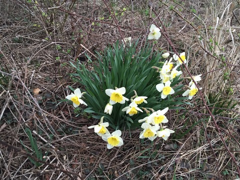Daffodils, in bloom