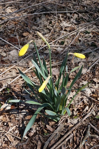 Daffodil
