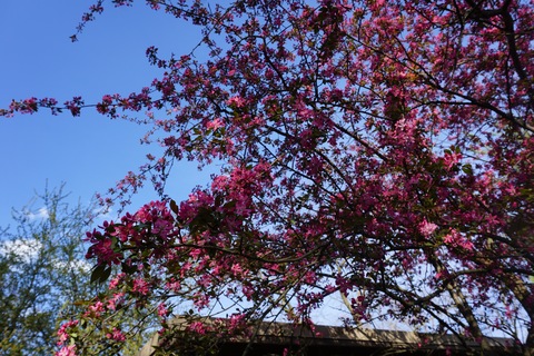 Crabapple, in bloom
