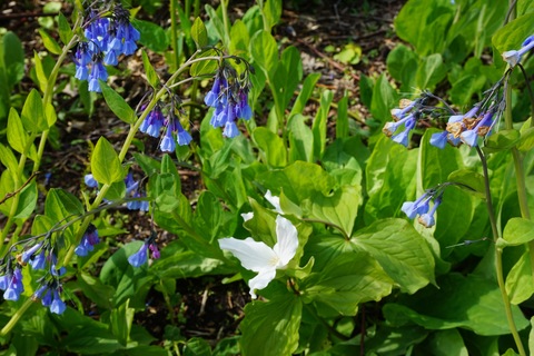 Virginia Bluebells, White Trillium