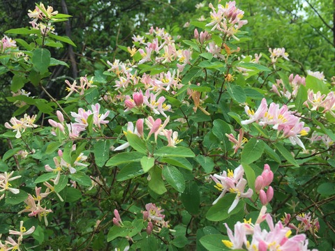 Pink Honeysuckle (Lonicera hispidula?)