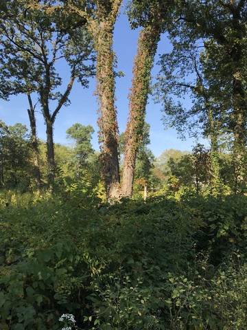   Majestic oak towers over the forest floor.