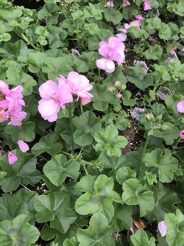 Contessa Pink Ivy Geranium (Pelargonium peltatum 'Contessa Pink ...