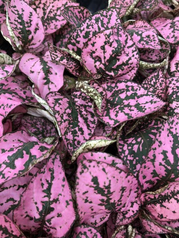 Pink Splash Select Polka Dot Plant (Hypoestes phyllostachya 'Pink ...